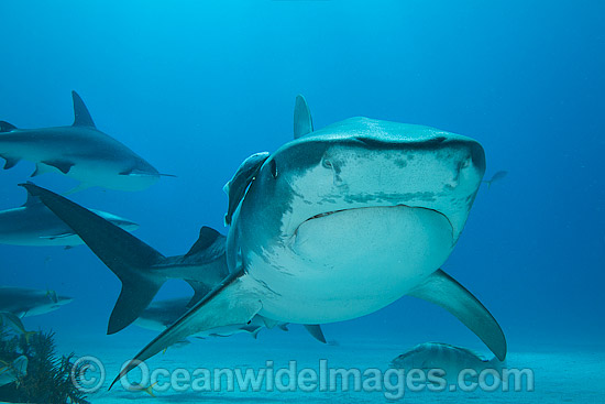 Tiger Shark with Suckerfish attached photo Tiger Shark with Suckerfish attached photo