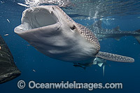 Whale Shark feeding on fish from net Photo - Vanessa Mignon