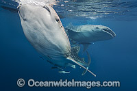 Whale Shark feeding on fish from net Photo - Vanessa Mignon