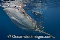 Whale Shark feeding on fish from net Photo - Vanessa Mignon