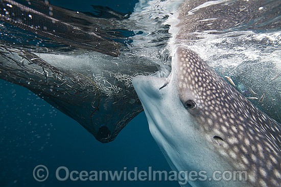Whale Shark feeding on fish from net photo