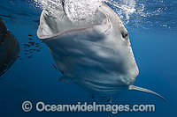 Whale Shark feeding on fish from net Photo - Vanessa Mignon