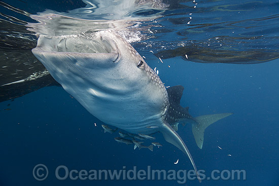 Whale Shark feeding on fish from net photo