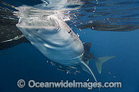 Whale Shark feeding on fish from net Photo - Vanessa Mignon