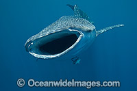 Whale Shark Photo - Vanessa Mignon