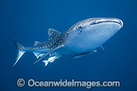 Whale Shark Photo - Vanessa Mignon