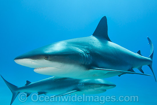 Caribbean Reef Sharks photo