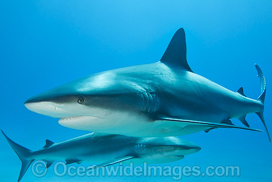 Caribbean Reef Sharks photo Caribbean Reef Sharks photo
