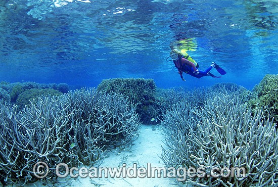 Scuba Diver exploring Staghorn Coral reef photo