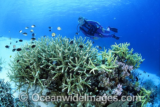 Scuba Diver exploring Coral reef photo