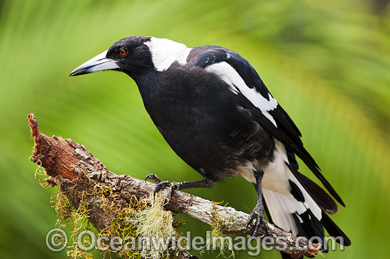 Black-backed Magpie (Gymnorhina tibicen). Also known as Australian Magpie. Found throughout Australia, but with regional colour variation (White-back and Blackback being most common). Photo taken at Coffs Harbour, NSW, Australia. Photo - Gary Bell Black-backed Magpie (Gymnorhina tibicen). Also known as Australian Magpie. Found throughout Australia, but with regional colour variation (White-back and Blackback being most common). Photo taken at Coffs Harbour, NSW, Australia. Photo - Gary Bell