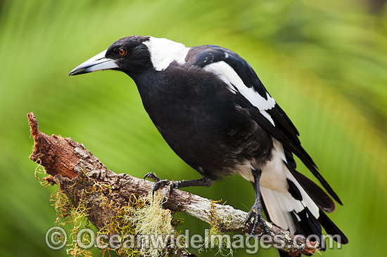 Australian Magpie photo