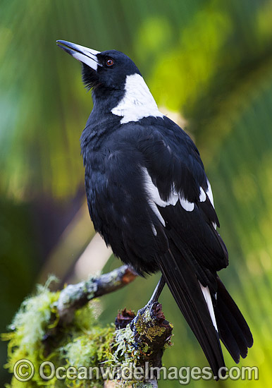 Black-backed Magpie (Gymnorhina tibicen), singing. Also known as Australian Magpie. Found throughout Australia, but with regional colour variation (White-back and Blackback being most common). Photo taken at Coffs Harbour, NSW, Australia. Photo - Gary Bell Black-backed Magpie (Gymnorhina tibicen), singing. Also known as Australian Magpie. Found throughout Australia, but with regional colour variation (White-back and Blackback being most common). Photo taken at Coffs Harbour, NSW, Australia. Photo - Gary Bell