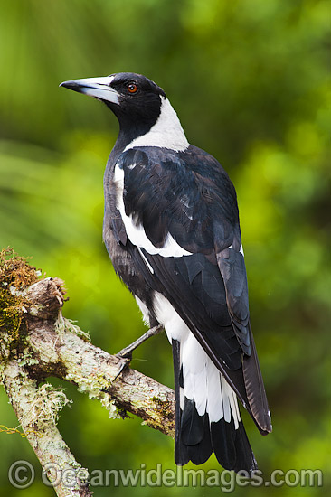 Black-backed Magpie photo