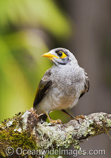 Noisy Miner (Manorina melanotis). Found throughout south-eastern Australia in open forests and woodlands. Photo taken at Coffs Harbour, New South Wales, Australia. Photo - Gary Bell