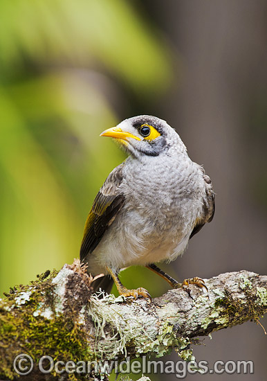 Noisy Miner (Manorina melanotis). Found throughout south-eastern Australia in open forests and woodlands. Photo taken at Coffs Harbour, New South Wales, Australia. Photo - Gary Bell Noisy Miner (Manorina melanotis). Found throughout south-eastern Australia in open forests and woodlands. Photo taken at Coffs Harbour, New South Wales, Australia. Photo - Gary Bell