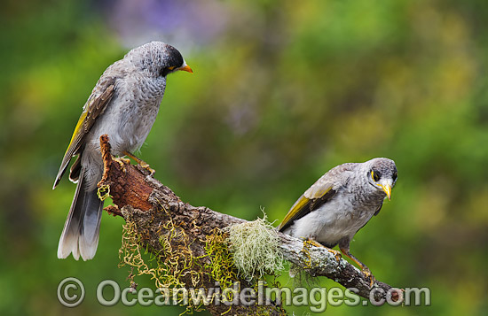 Noisy Miner (Manorina melanotis). Found throughout south-eastern Australia in open forests and woodlands. Photo taken at Coffs Harbour, New South Wales, Australia. Photo - Gary Bell Noisy Miner (Manorina melanotis). Found throughout south-eastern Australia in open forests and woodlands. Photo taken at Coffs Harbour, New South Wales, Australia. Photo - Gary Bell