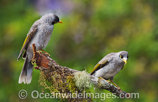 Noisy Miner birds photo