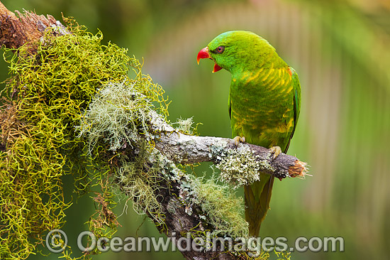 Scaly-breasted Lorikeet photo Scaly-breasted Lorikeet photo