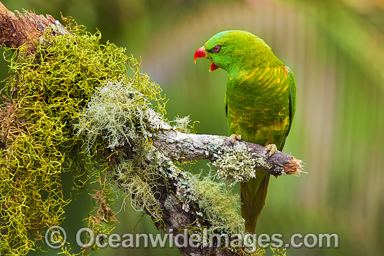 Scaly-breasted Lorikeet photo