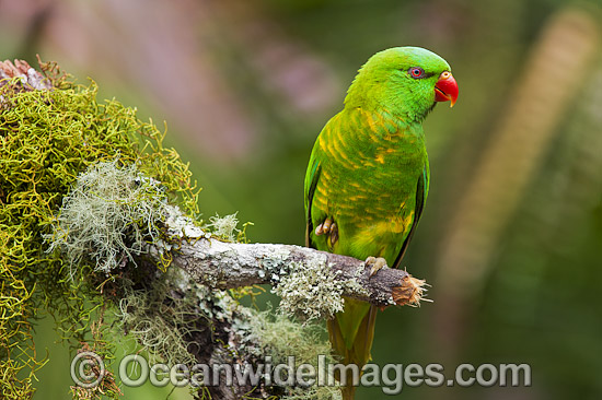 Scaly-breasted Lorikeet photo