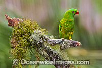 Scaly-breasted Lorikeet Photo - Gary Bell