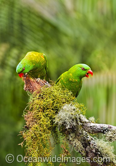 http://www.oceanwideimages.com/images/18577/large/scaly-breasted-lorikeet-24T5231-19D.jpg