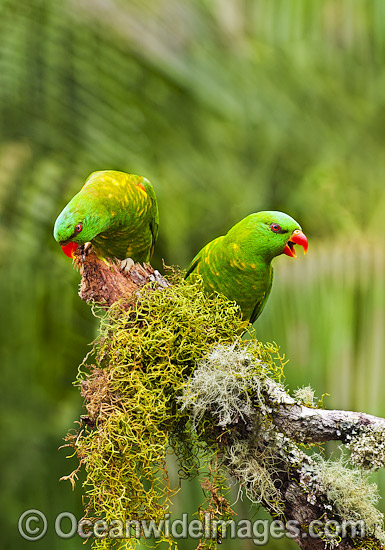 Scaly-breasted Lorikeets photo Scaly-breasted Lorikeets photo