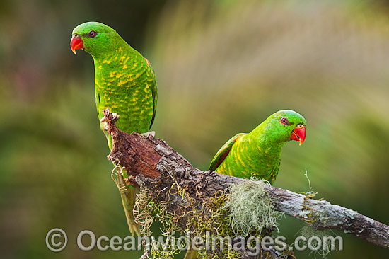 Scaly-breasted Lorikeets photo