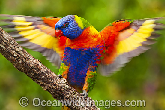 Rainbow Lorikeet flapping wings photo