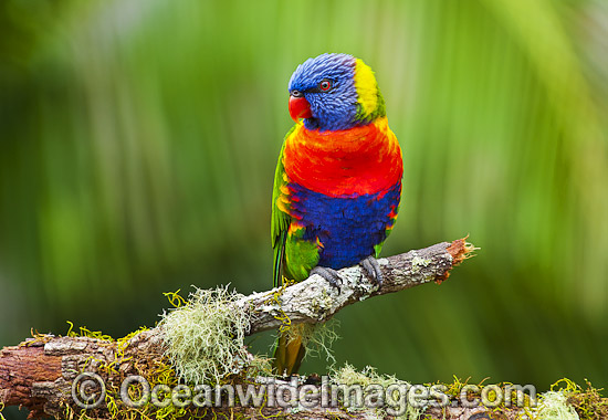 Rainbow Lorikeet photo Rainbow Lorikeet photo