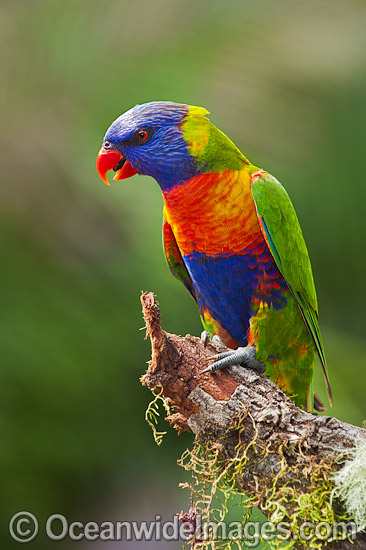 Rainbow Lorikeet photo Rainbow Lorikeet photo