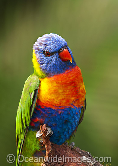 Rainbow Lorikeet photo