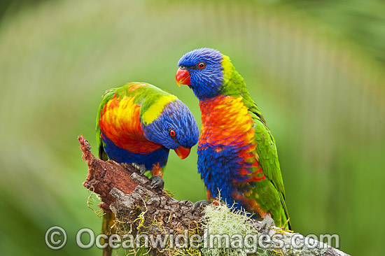 Rainbow Lorikeets photo