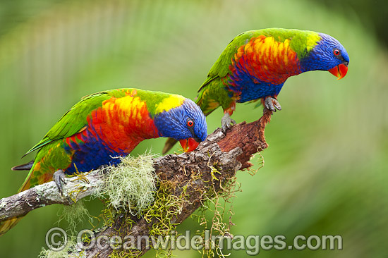 Rainbow Lorikeets photo