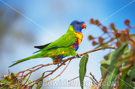 Rainbow Lorikeet in flowering gum photo Rainbow Lorikeet in flowering gum photo