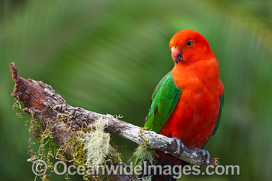 Australian King Parrot male photo Australian King Parrot male photo
