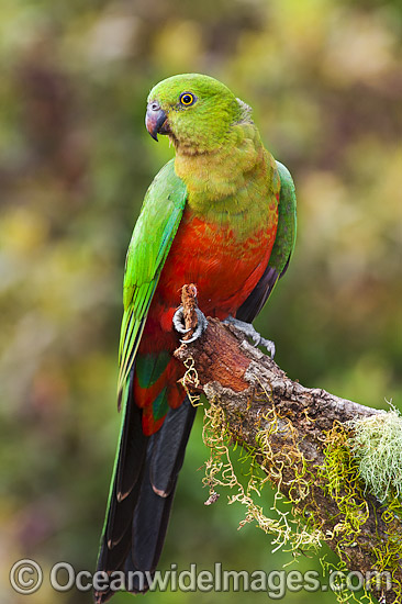 Australian King Parrot young male photo Australian King Parrot young male photo