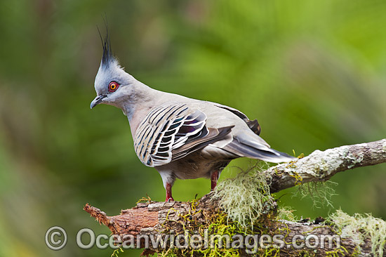 Crested Pigeon Geophaps lophotes photo