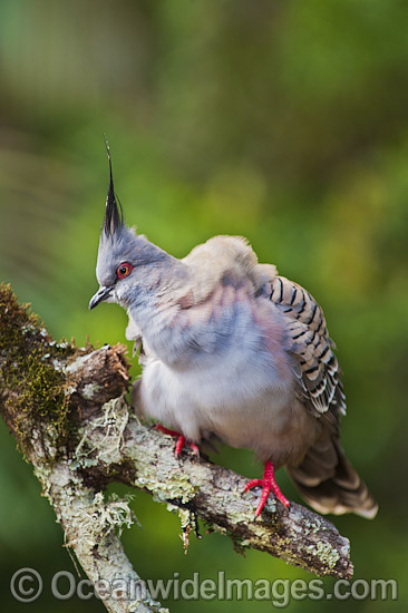 Crested Pigeon Geophaps lophotes photo