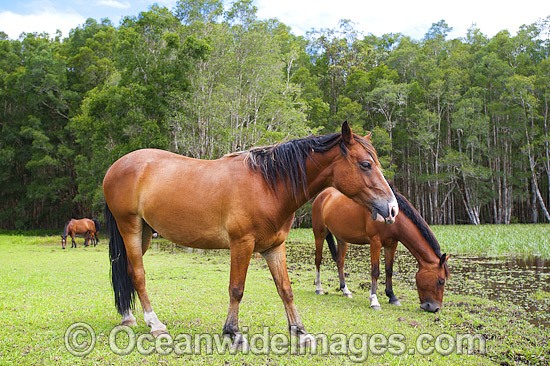 Horses on farm photo
