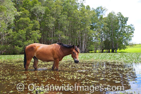 Horse on farm Australia photo