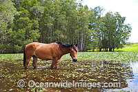 Horse on farm Australia Photo - Gary Bell