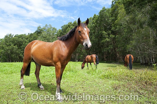 Horses on farm Coffs Harbour photo