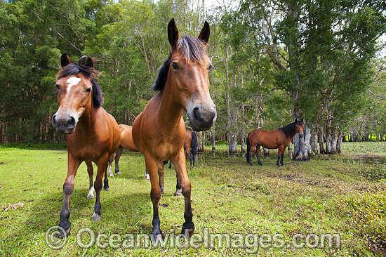 Horses on farm photo