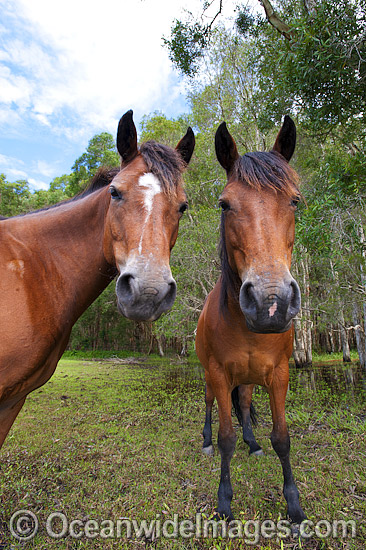 Horses on farm Coffs Harbour photo