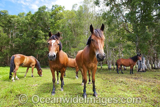 Horses on farm photo
