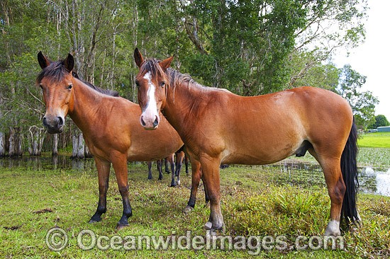 Horses on farm Coffs Harbour photo