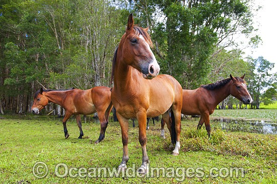 Horses on farm property in country New South Wales, near Coffs Harbour, Australia. Photo - Gary Bell
