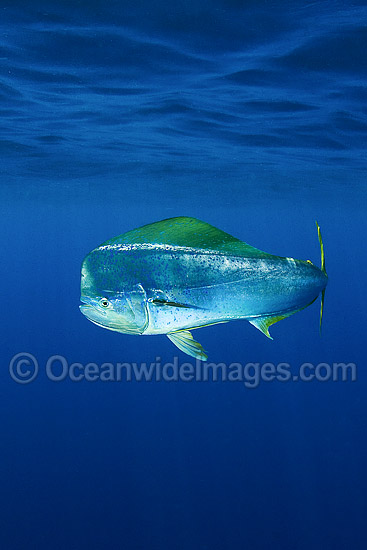 Dolphinfish (Coryphaena hippurus). Also known as Mahi mahi and Dorado. Found throughout the world in tropical and sub-tropical seas. A commercially sought after fish. Photo - Andy Murch